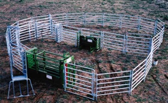 Avustralya Boru Galvanizli Yuvarlak 1.6m Yüksek Çelik Corral Paneller